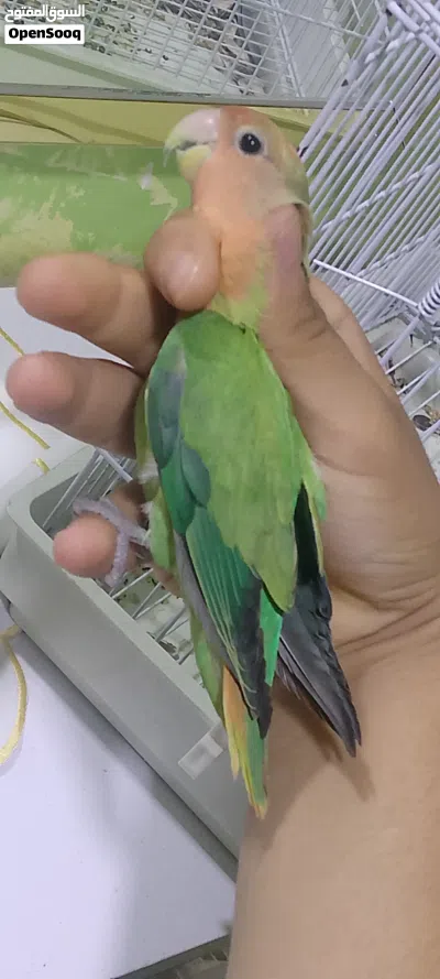 ابوسليم اقراء الوصف 2