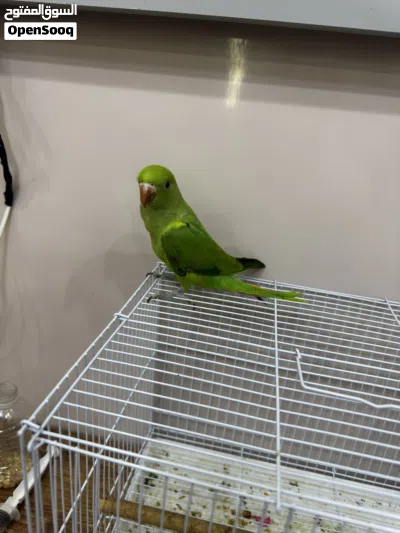 ببغاء الدره للبيع 3