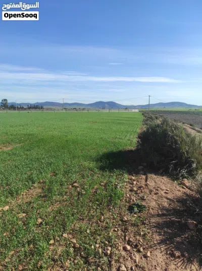 25 Hectares Titled Agricultural Land – Water & Electricity – Ideal Poultry Farm / High-Return Invest 2