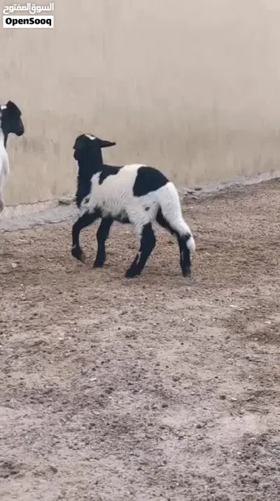 تنيه والده للبيع 2