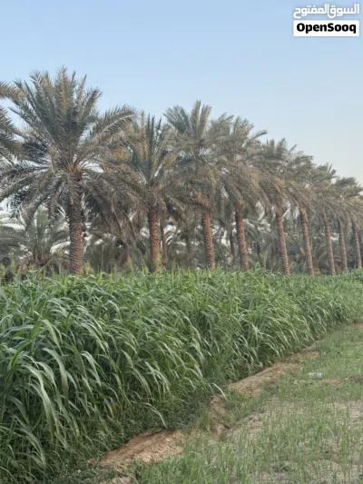 للبيع حريه عمانيه وفي هنديه متوفر كميه الاسعار تختلف العمانيه جلب كبار على 15 والهنديه الجلب اصغر 4