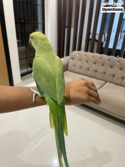 بغباء للبيع 3