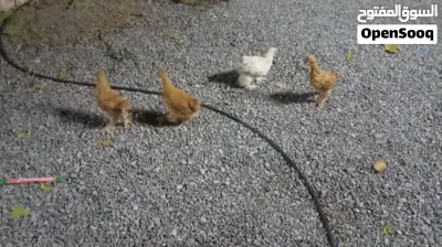 دجاج الكوشن العملاق 2