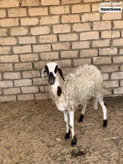 للجادين فقط 4