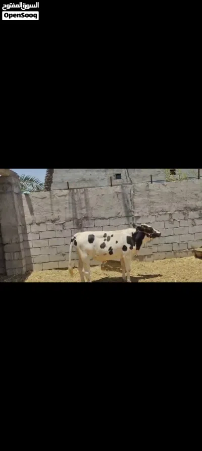عجل نذاري للبيع 2