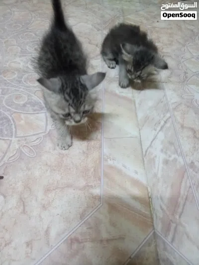 قطه هملايا وأولادها شيرازيات 4