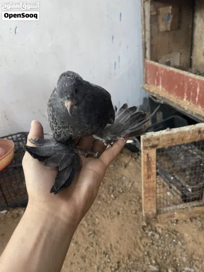 ذكر قشور انتاج 3