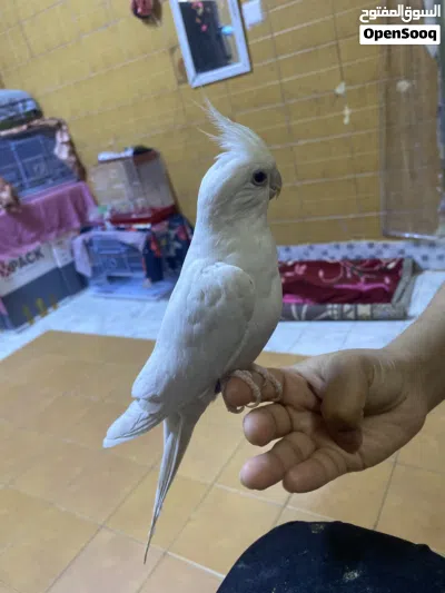Eno male cocktail 3