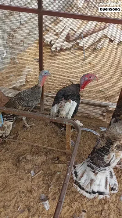 كوبيــــــــــة ديــــــــــك رومــــــــــي 3