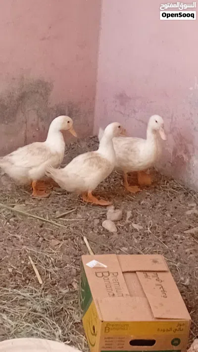 بط عماني للبيع بسعر اقل من السوق شوف الوصف 2