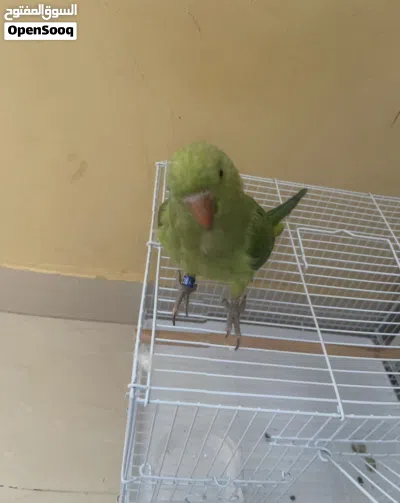 ببغاء دره اليفه 3