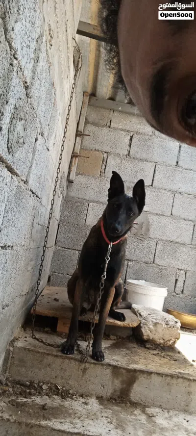 انتايه ملينوا اوامر بسيطه 3