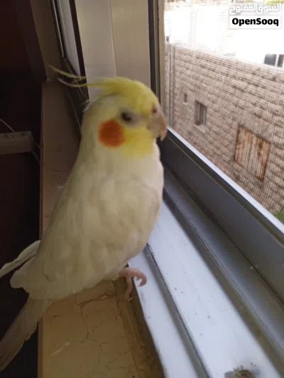 بغبغاء كوكتيل مغرد صوت جميل بيحكي حبيبي والسلام عليكم 3