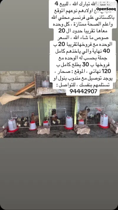 للبيع دجاج مع اولادهم تفقيس طبيعي ممتازات جميع تفاصيل بالصور 2