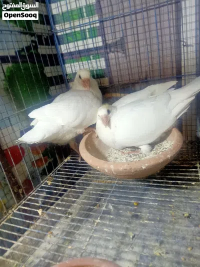 undefined 2