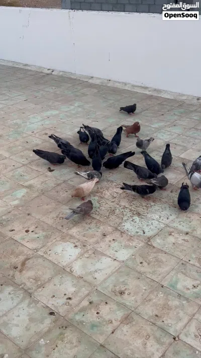 حقم كويتيات قلاب بيع جملة 2