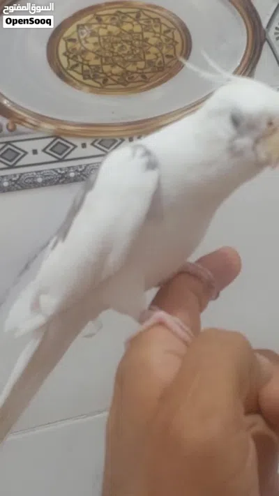طائر الكوكتيل للبيع 3