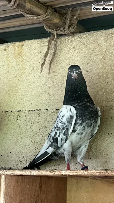 للبيع او للبدل حمام بكستاني مطيار 100 / 100 2