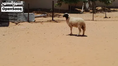 خروف وطني الله يبارك عمره ف5شهور سليم من العيوب.. 3