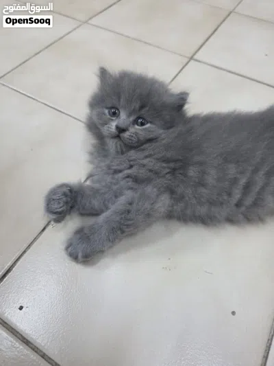 cat for... 3