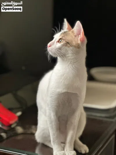 Cat for Adoption - قط للتبني 3