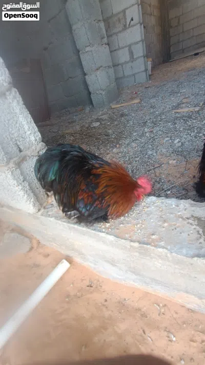 undefined 3