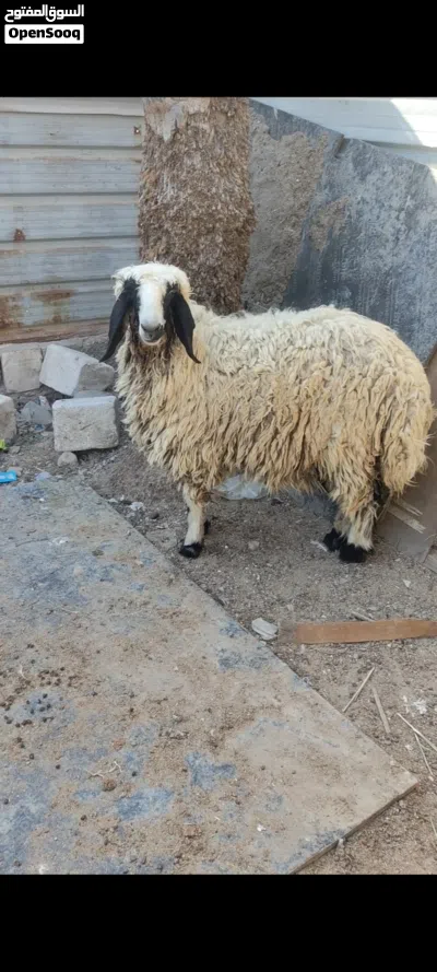 نعجه خشنه تنفع كصابه وتنفع جني 3