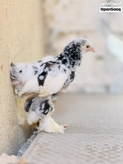 فروج براهمه 2