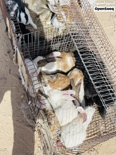 ارانب للبيع 2
