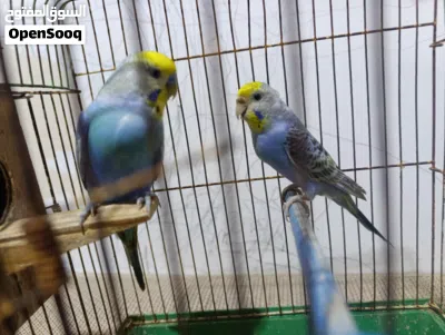 كوبية بقلينو رينبو تحتها اثنين 4