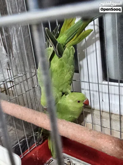 جوز دره اليف 3