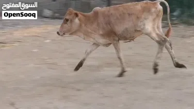 عجاله عمانيات 3