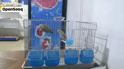كوبية روز اقرا وصف 4