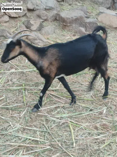 للبيع غنم اللي يريد مال حليب 3