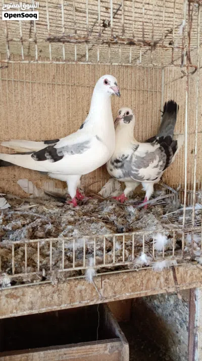 لاحم وزان حجم وسـط 2