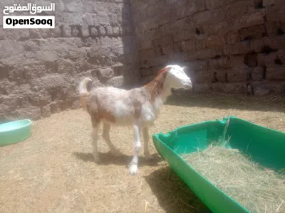 للبيع. فحل مع ثلاث شوهات وصخلتين بكر 2