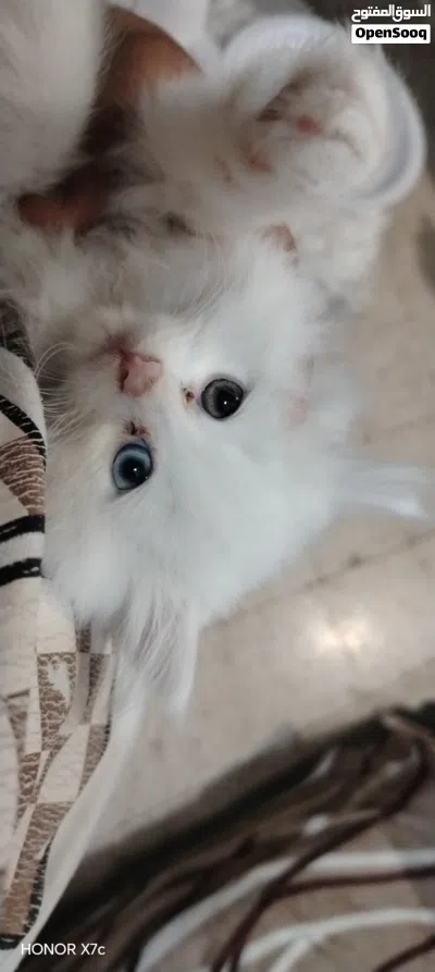 قط شيرازي للبيع 2