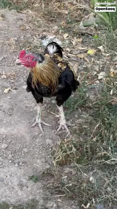 طير للبيع أو بدل بما يناسب شوف الوصف 2