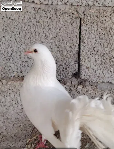 كوبيه تونسيه 3