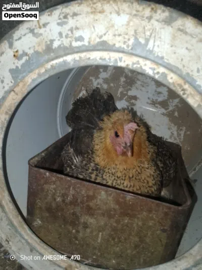 دجاج راقد للبيع جاهز للتفقيس 2