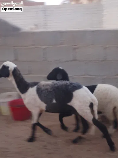 بسم الله ما شاء الله زوج حوليات والدات حولي وحوليه تحت منهن حولي وحوليه رويانات من الحليب 4