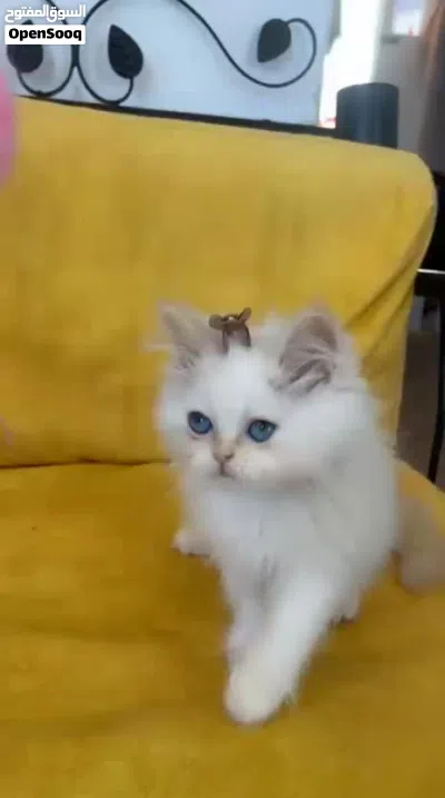 هملايا بيور 2