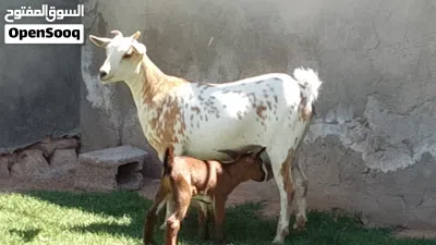 عناق كرديه اول ميلاد مش مبدله تحتها جدي تبارك الله 3