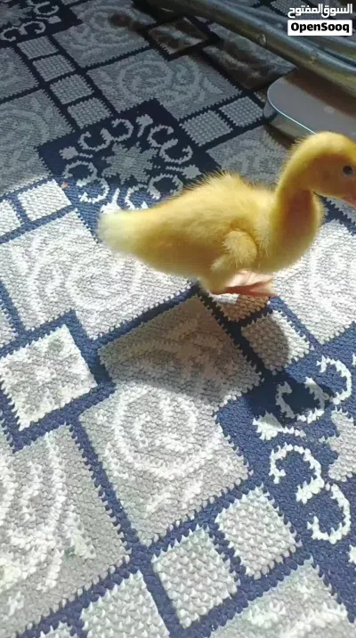 بط صغير للبيع 2