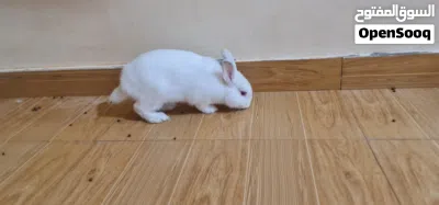 أرنب نذرلاند للبيع فقط 2