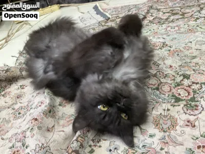 Doll-Face Persian 10 (months) 2
