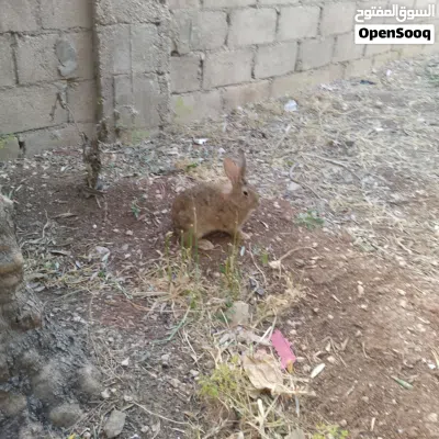 ارنب فرنسي وأنثى بلدي 2