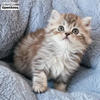 undefined 3