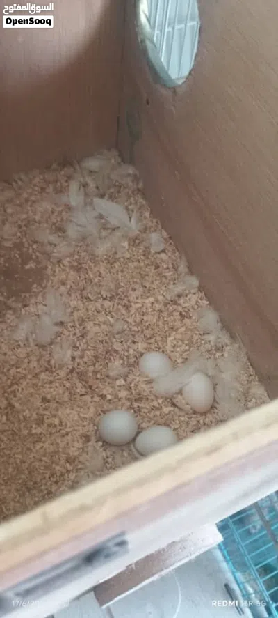 زوج كوكتيل لاتينو منتج مضمون 35 الف 3