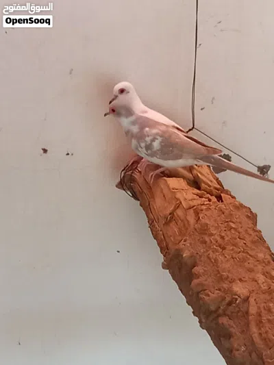 زوجين زوج دوف المكسيكي زوج اليمام الماسي المنقط 2